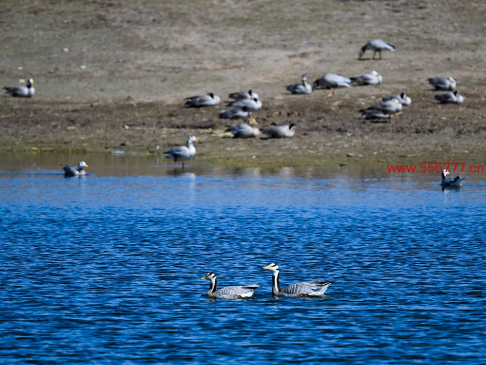 这是2024年4月11日在青海湖拍摄的斑头雁。新华社记者 张龙 摄