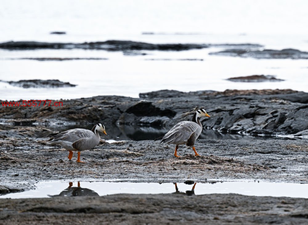 这是2024年5月26日在长江泉源地区的班德湖畔拍摄的斑头雁。新华社记者 张龙 摄